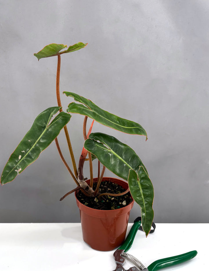 philodendron billietiae light Philodendron Billietiae Notched and Blotched