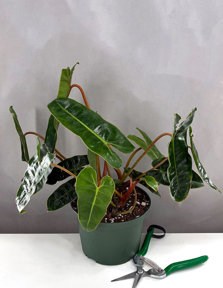 philodendron billietiae common name Philodendron Billietiae | Houseplants