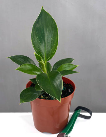 Philodendron Birkin - Plant Proper - 4" Pot