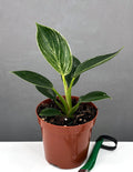 Philodendron Birkin - Houseplants - Plant Proper - 4" Pot