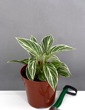 Philodendron Birkin - Plant Proper - 4" Pot