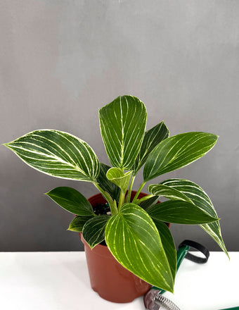 Philodendron Birkin - Plant Proper - 4" Pot