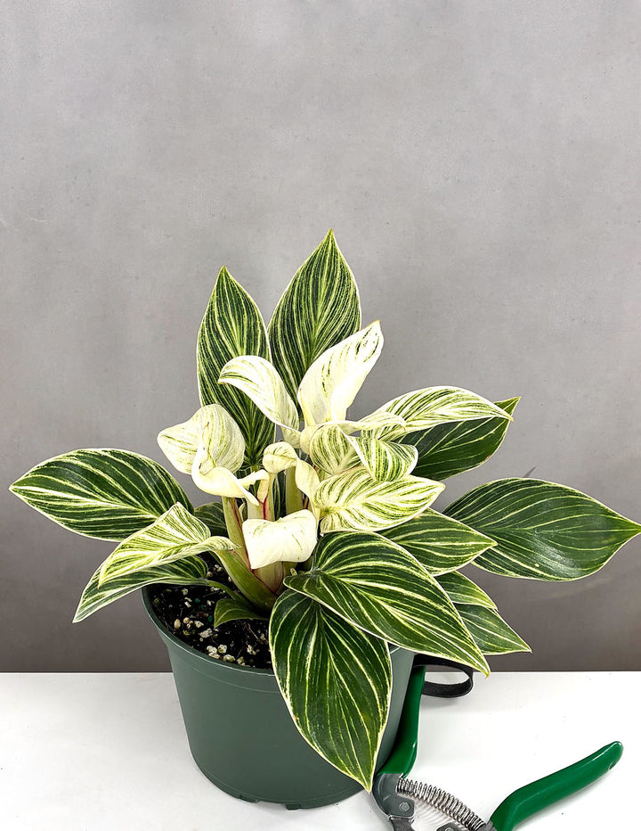 Philodendron birkin - 4"