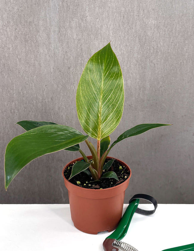 Philodendron Birkin Pink - Plant Proper - 3" Pot