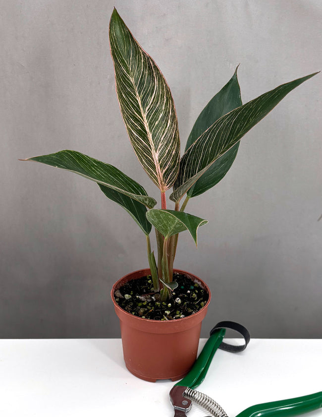 Philodendron Birkin Pink - Plant Proper - 3" Pot