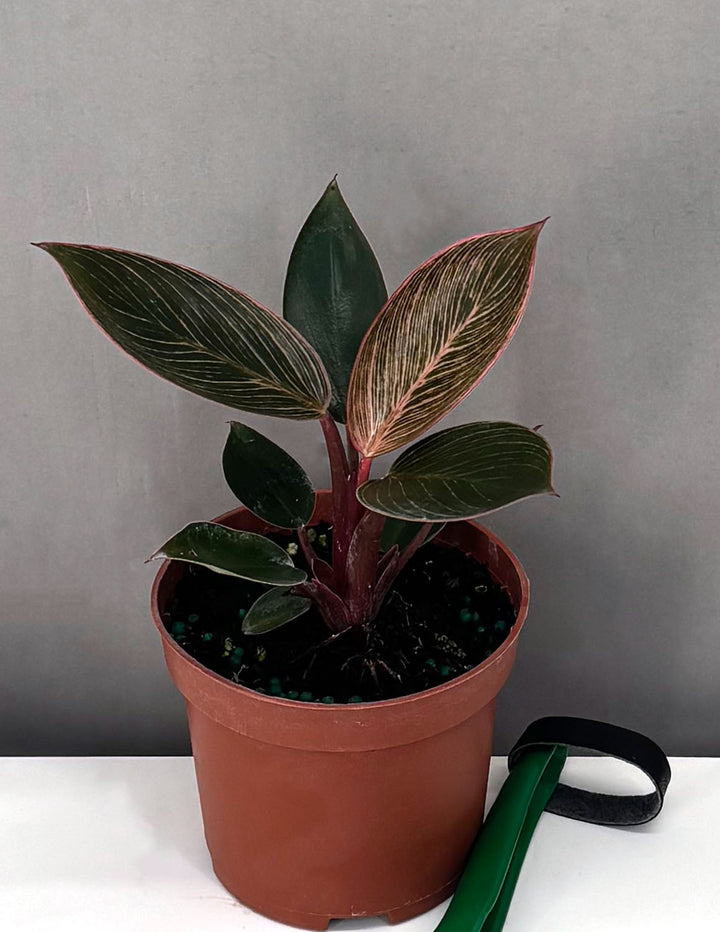 birkin pink philodendron Philodendron Birkin Pink