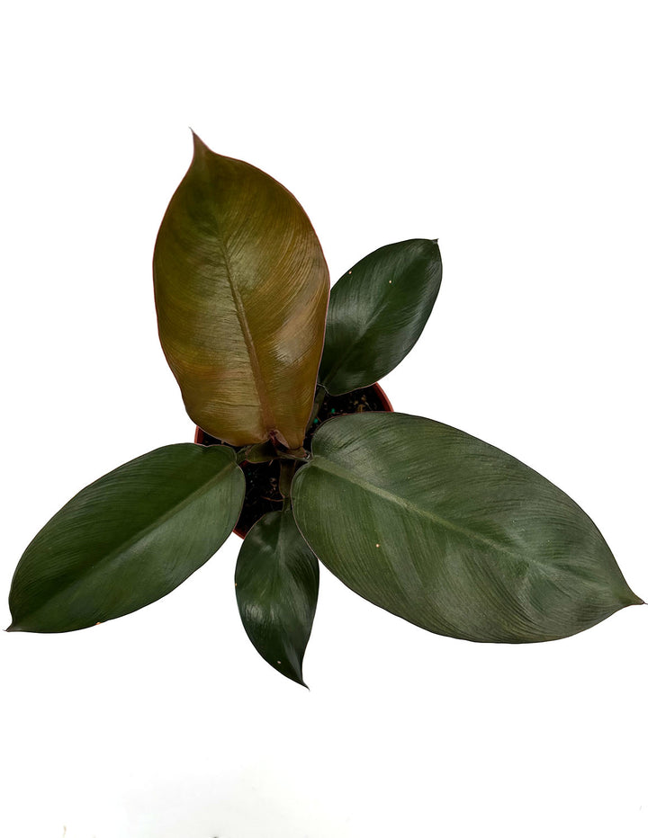 philodendron black stem Philodendron Black Cardinal