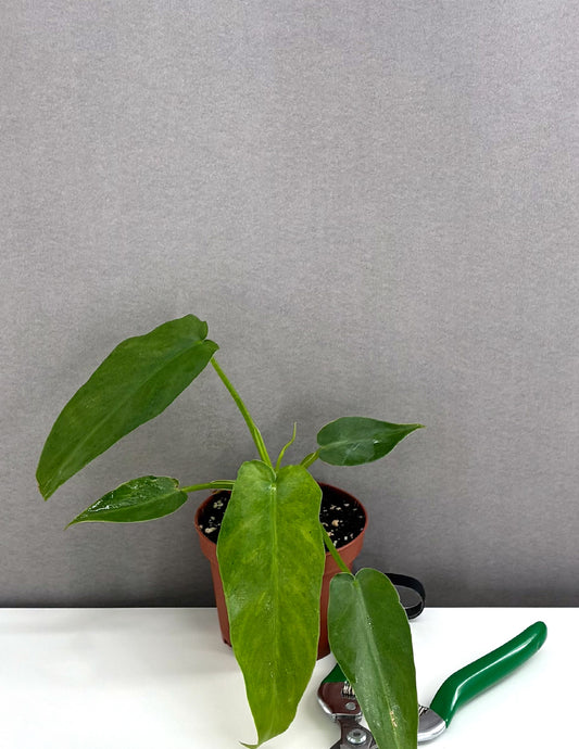 Philodendron Bob Cee Variegated Mint - Plant Proper - 3.5" Pot