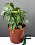 Philodendron Brandtianum - Plant Proper - 4" Pot