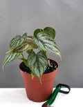 Philodendron Brandtianum - Plant Proper - 4" Pot