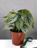 Philodendron Brandtianum - House Plant - Plant Proper - 4" Pot