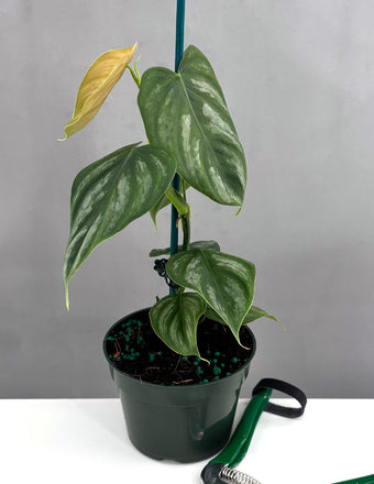 Philodendron Brandtianum Wild Form - Plant Proper - 4" Pot