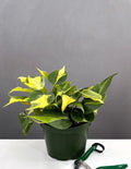 Philodendron Brasil - Plant Proper - 6" Pot