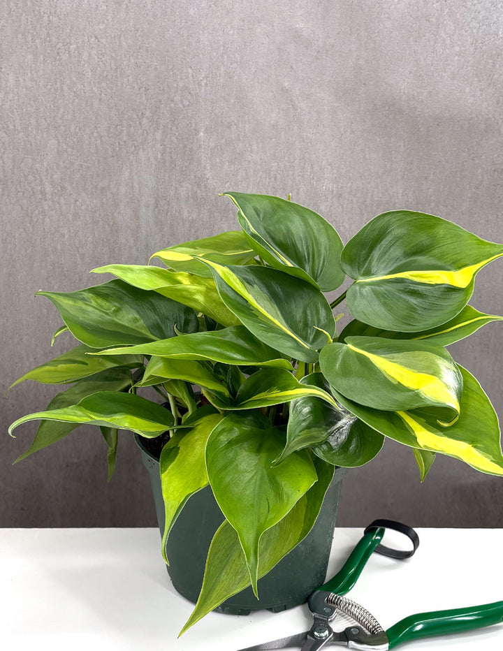 can philodendron brasil grow in water Philodendron Brasil