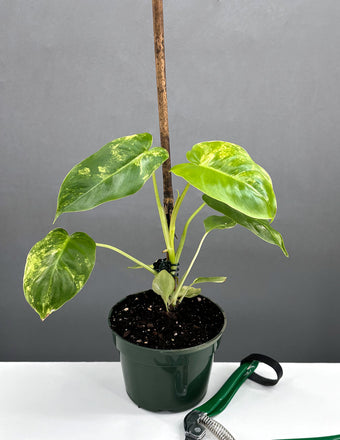 Variegated Burle Marx - Plant Proper - 4" Pot