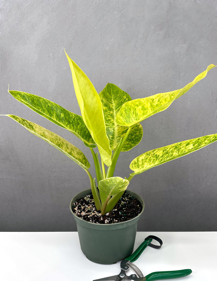 philodendron calkins gold care Philodendron Calkins Gold