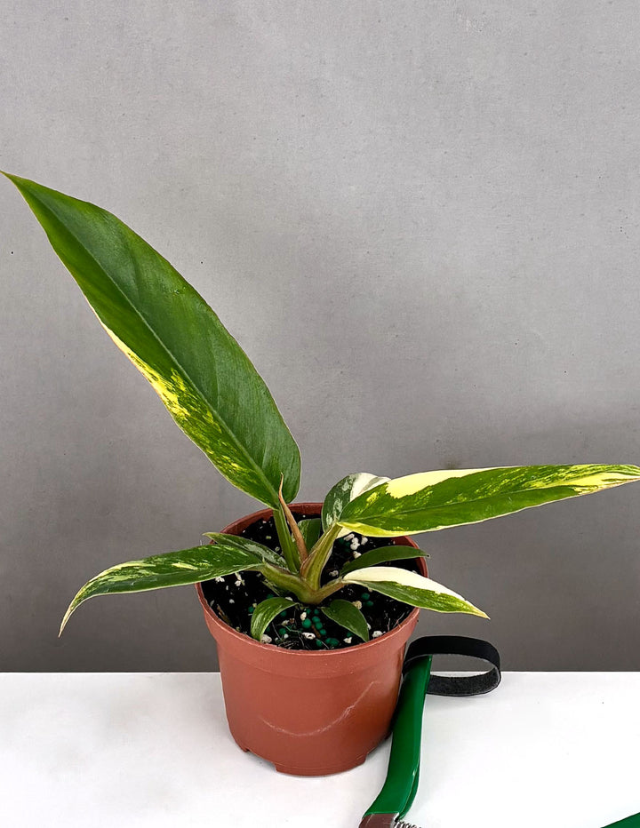 Philodendron Caramel Marble