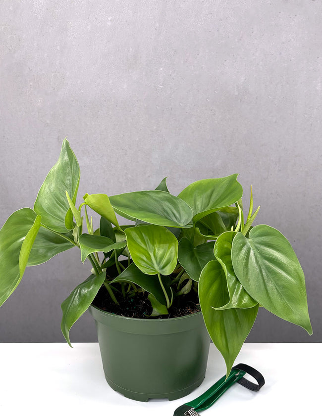 Philodendron Cordatum - Plant Proper - 6" Pot