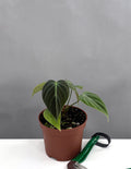 Philodendron El Choco Red - Plant Proper - 3" Pot