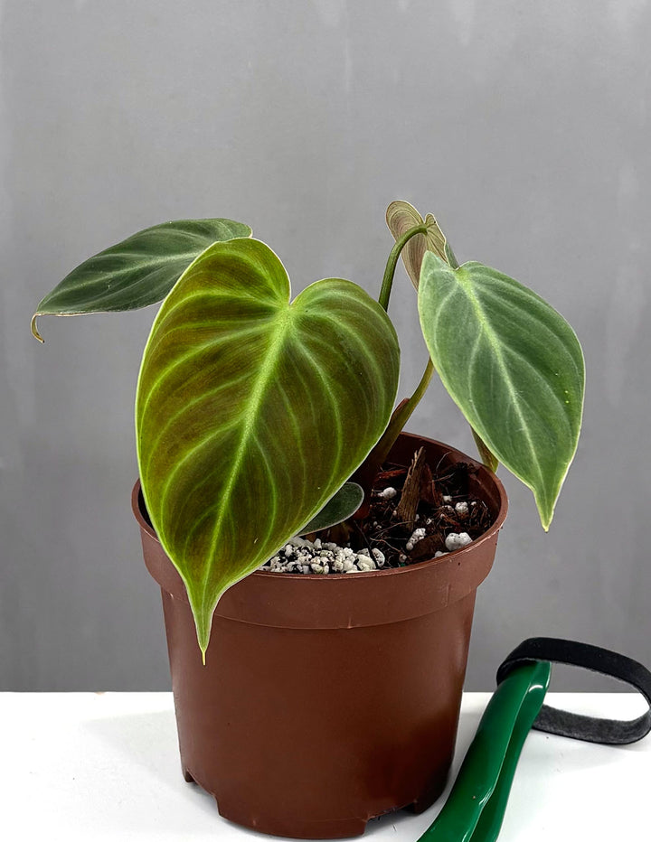 philodendron el choco red climber Philodendron El Choco Red