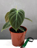 Philodendron El Choco Red - Plant Proper - 4" Pot