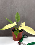 Philodendron Florida Ghost - Plant Proper - 3" Pot
