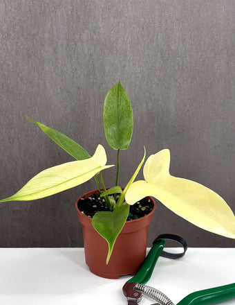 Philodendron Florida Ghost - Plant Proper - 3" Pot