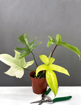 Philodendron Florida Ghost.- Plant Proper - 4" Pot