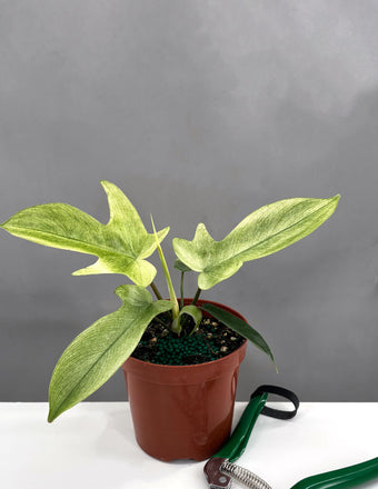 Philodendron Florida Ghost - Plant Proper - 4" Pot