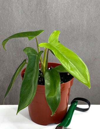 Philodendron Florida Green - Plant Proper - 4" Hot