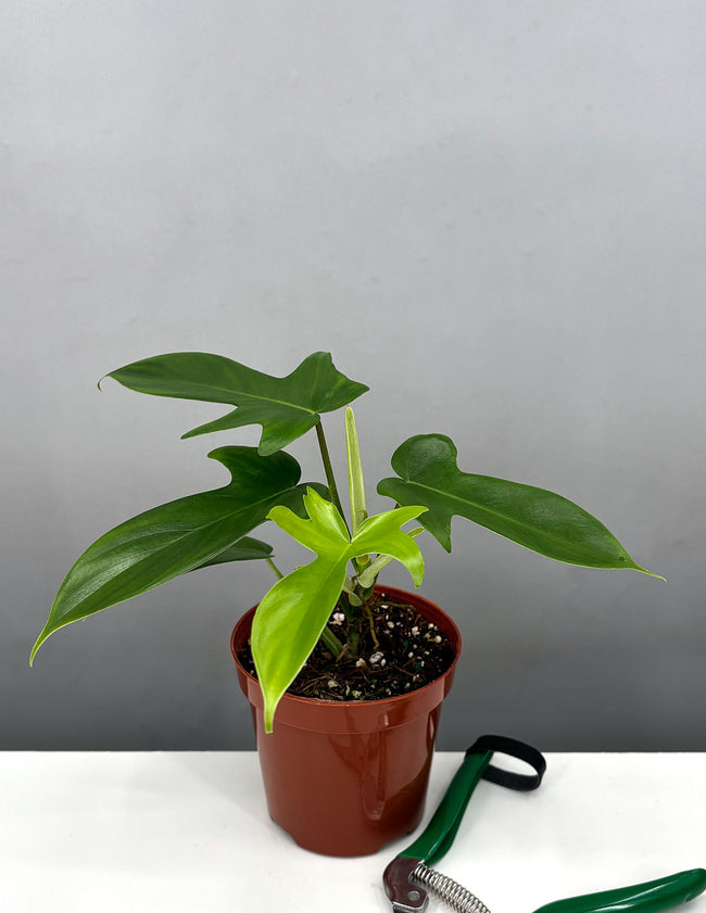 Philodendron Florida Green - Plant Proper - 4" Hot