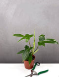 Philodendron Florida Green - Plant Proper - 4" Hot