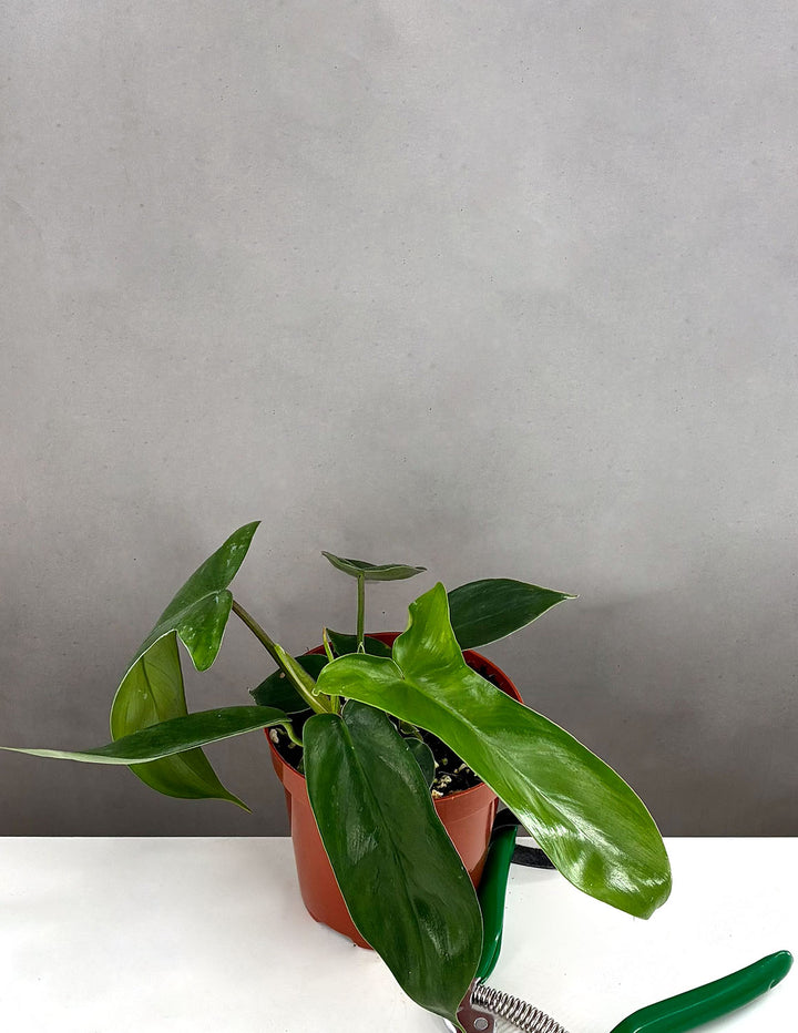 Philodendron Florida Green | Houseplant