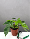 Philodendron Florida Green - Plant Proper - 4" Hot