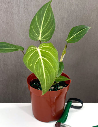 Philodendron Gloriosum - Plant Proper - 4" Pot