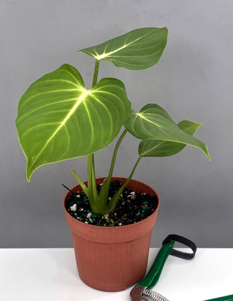 Philodendron Gloriosum - Plant Proper - 4" Pot