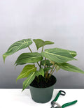 Philodendron Gloriosum - Plant Proper - 6" Pot