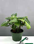 Philodendron Gloriosum Notched and Blotched - Plant Proper - 6" Pot