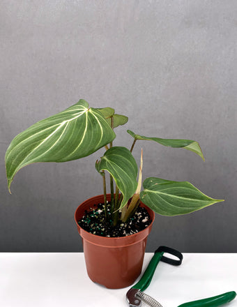 Philodendron Gloriosum Notched and Blotched - Plant Proper - 4" Pot