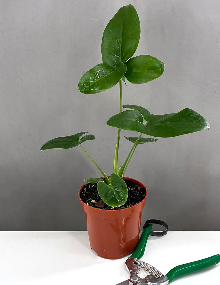philodendron potted plant Philodendron Goeldii