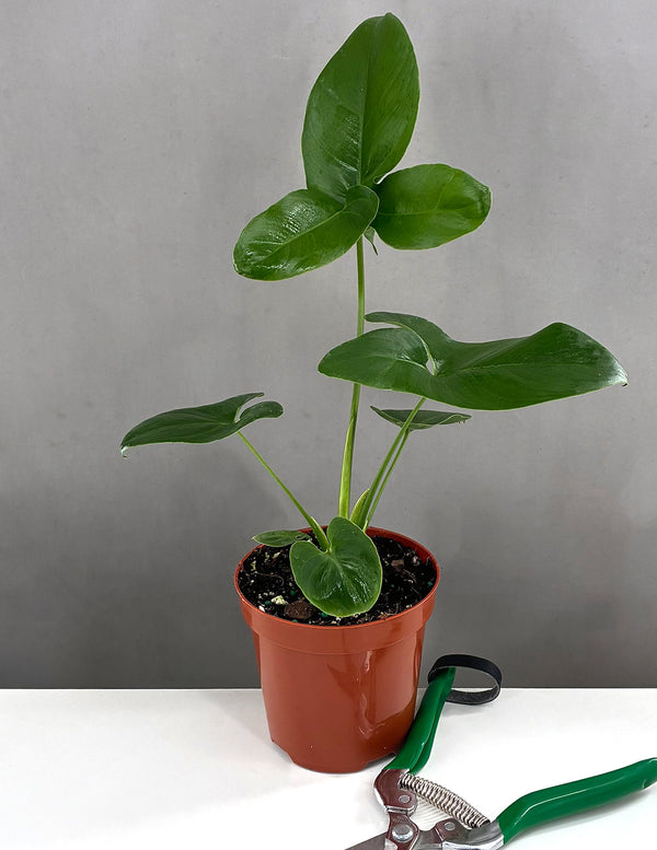 Philodendron Houseplants | Always Affordable at Plant Proper