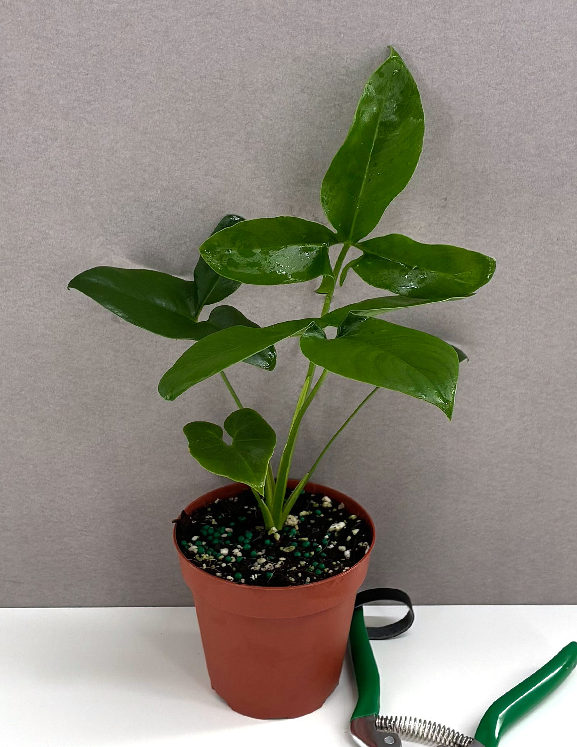 Philodendron Goeldii | Houseplant | Always Affordable at Plant Proper