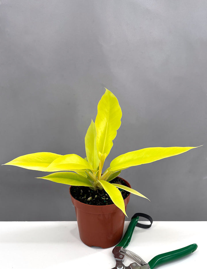 golden orlando philodendron Philodendron Golden Crocodile