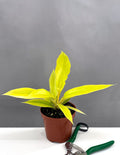 Philodendron Golden Crocodile - Plant Proper - 4" Pot