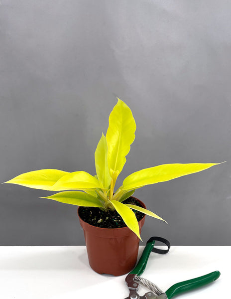 Philodendron Crocodile Tail – Green Tropicals