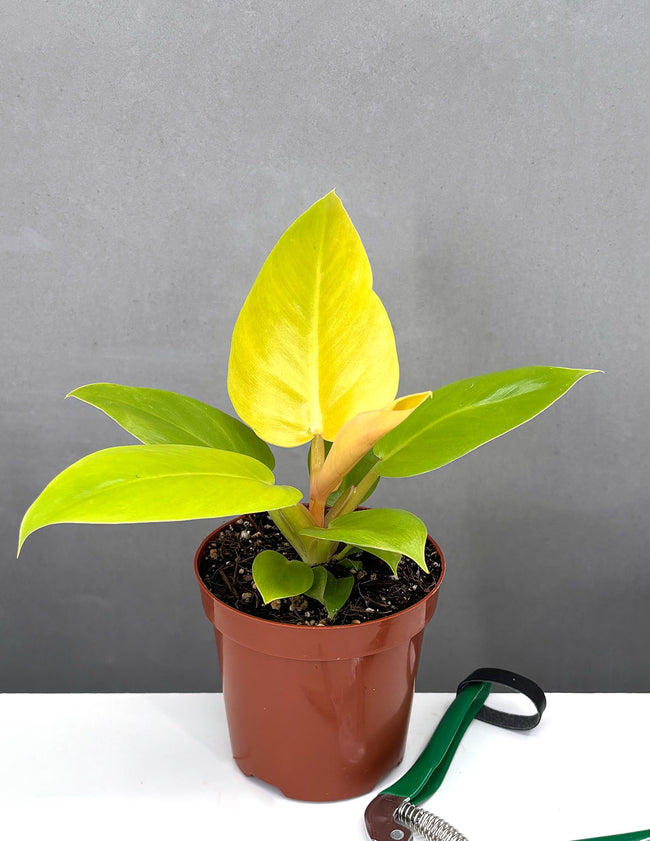 Philodendron Golden Melinonii - Plant Proper - 4" Pot