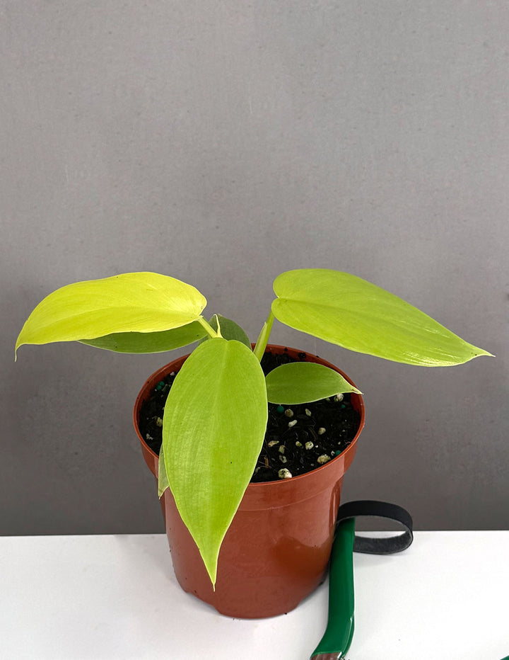 philodendron golden leaf Philodendron Golden Violin