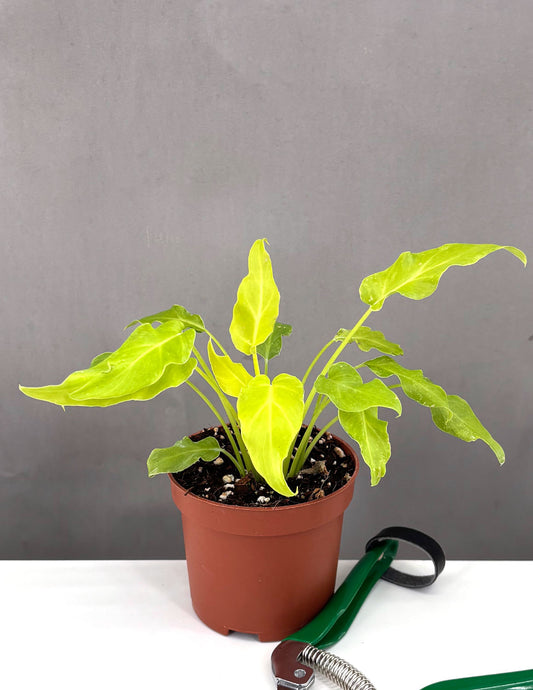 Philodendron Golden Xanadu - Plant Proper - 3" Pot
