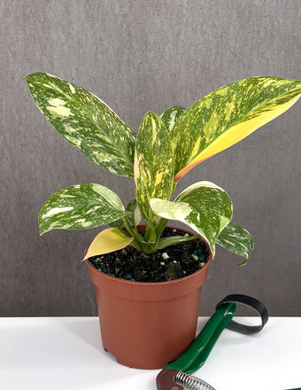 Philodendron Green Congo Nuclear - Plant Proper - 3" Pot