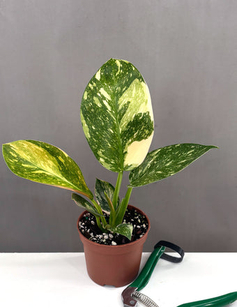 Philodendron Green Congo Nuclear - Plant Proper - 3" Pot